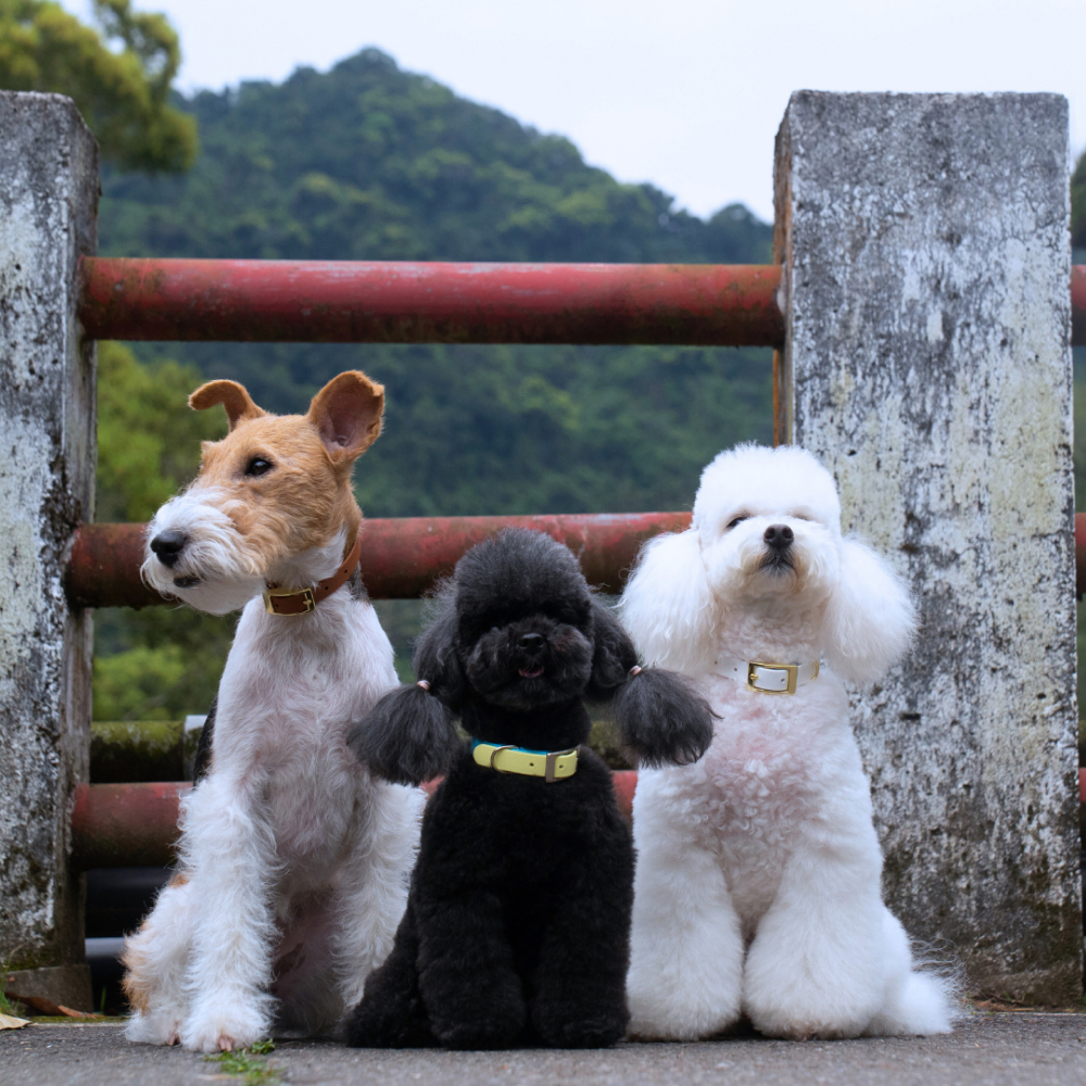 Posidog
